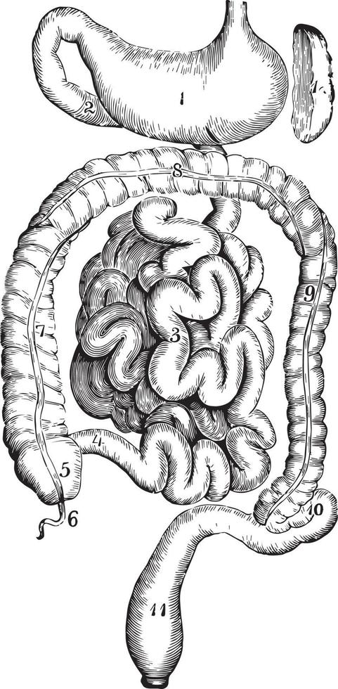 de mage och tarmar, årgång illustration. vektor