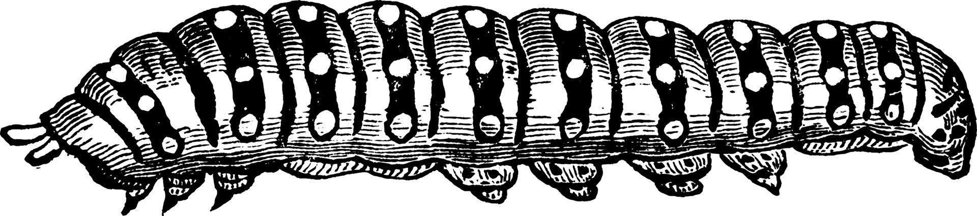 svart makaonfjäril fjäril larv, årgång illustration. vektor