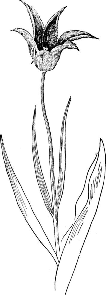 Tulipa Acuminata Vintage Illustration. vektor
