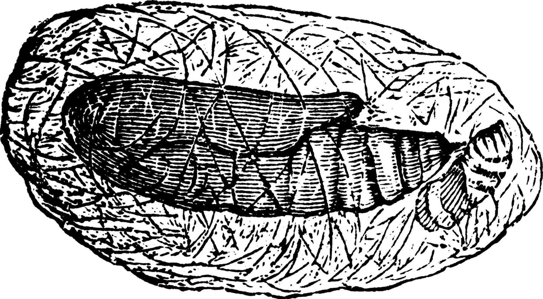 plusia fjäril, årgång illustration. vektor