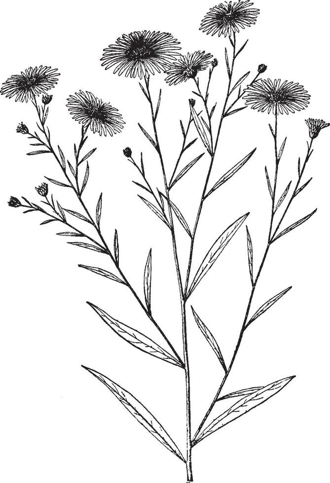 boltonia, latisquama, falsk, kamomill, blomma årgång illustration. vektor