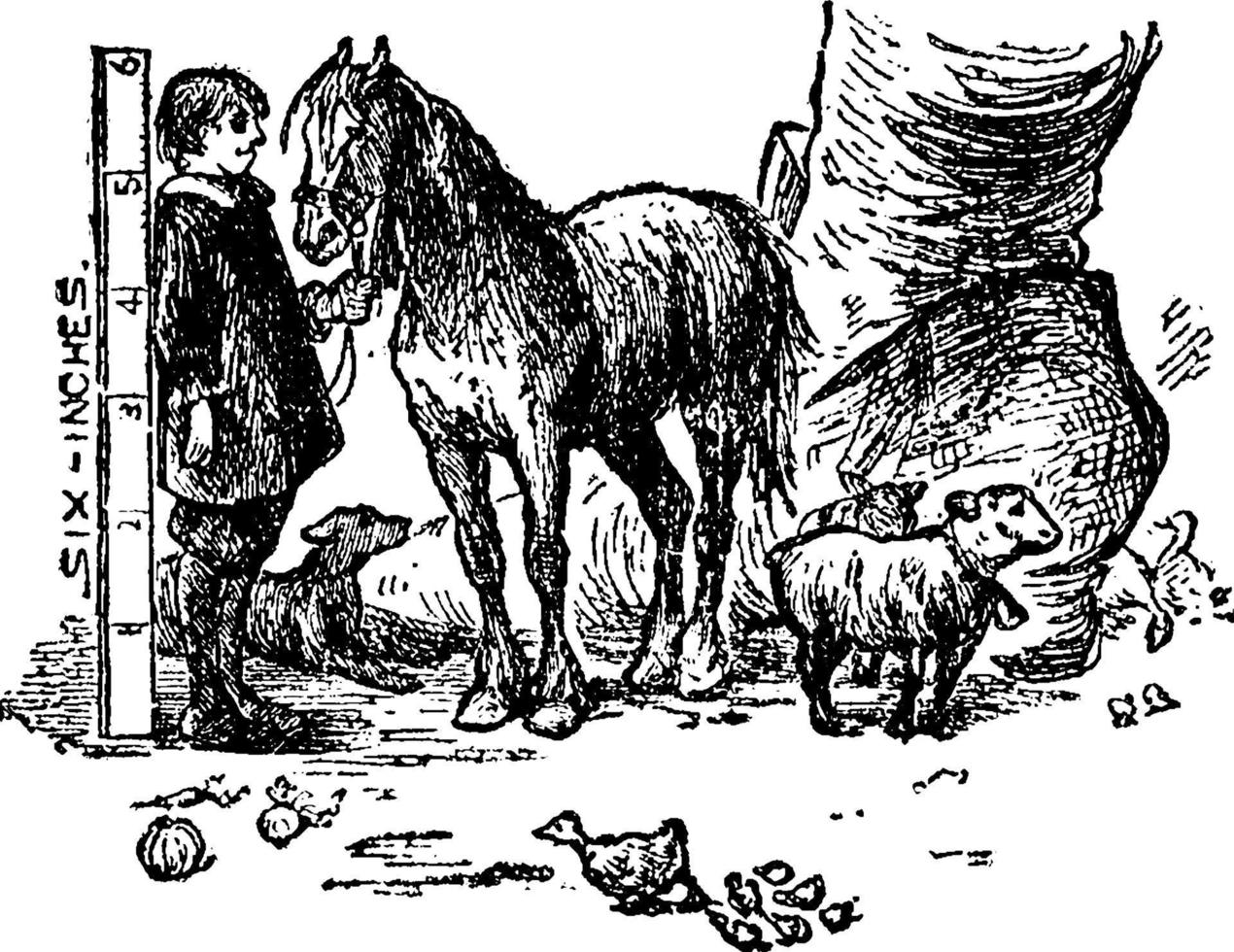 6-Zoll-Mann und Pferd, Vintage-Illustration vektor