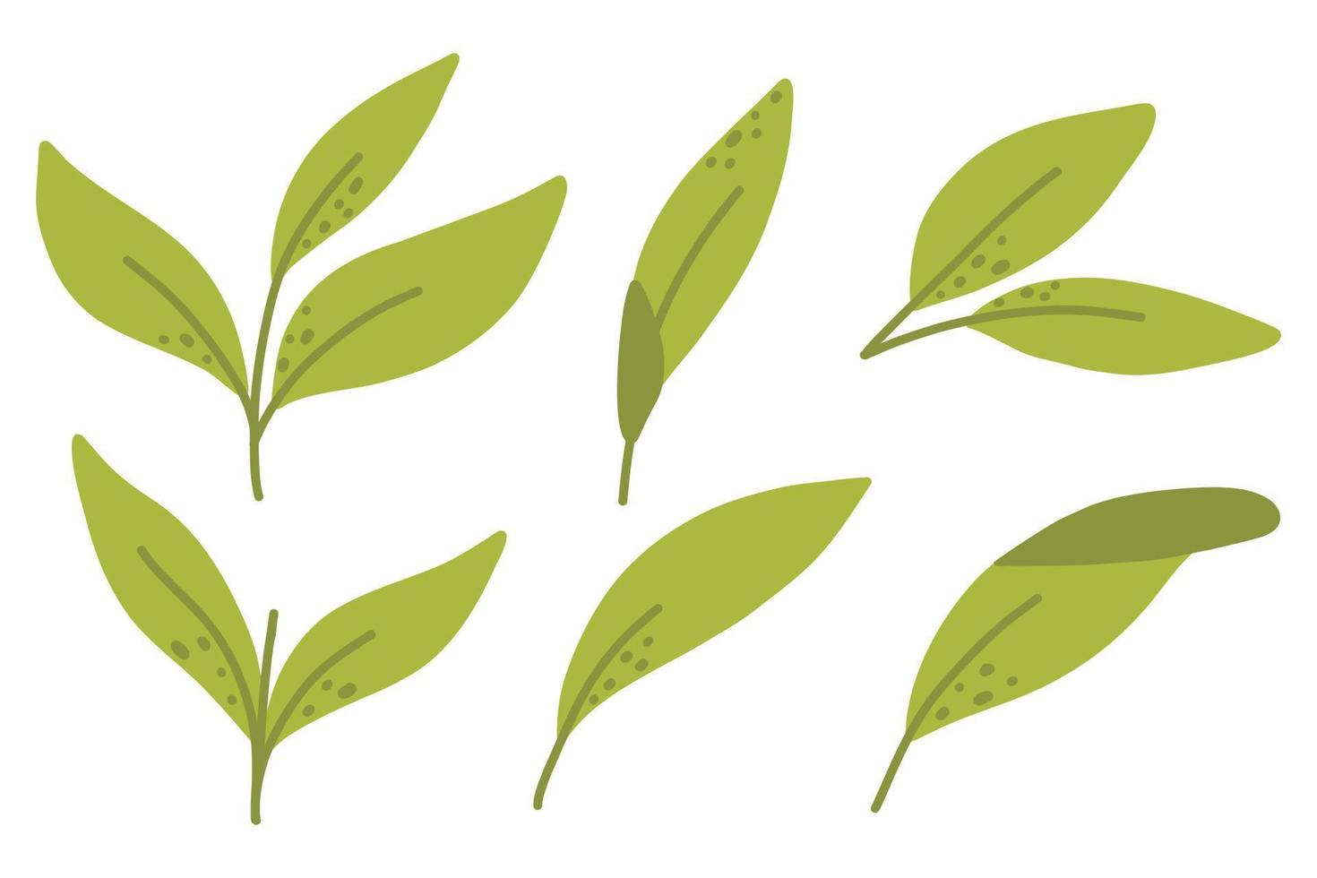 uppsättning av grön te löv. vektor illustration. dragen stil.