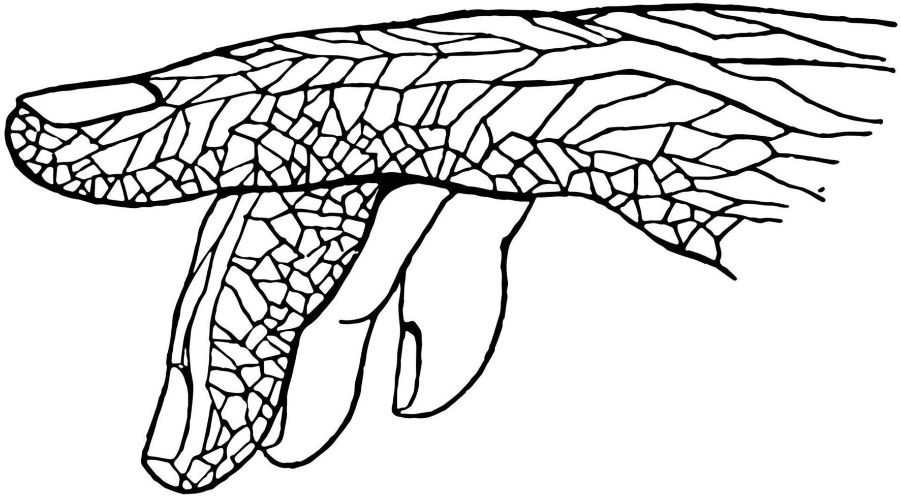 lymfatisk fartyg i de fingrar, årgång illustration. vektor