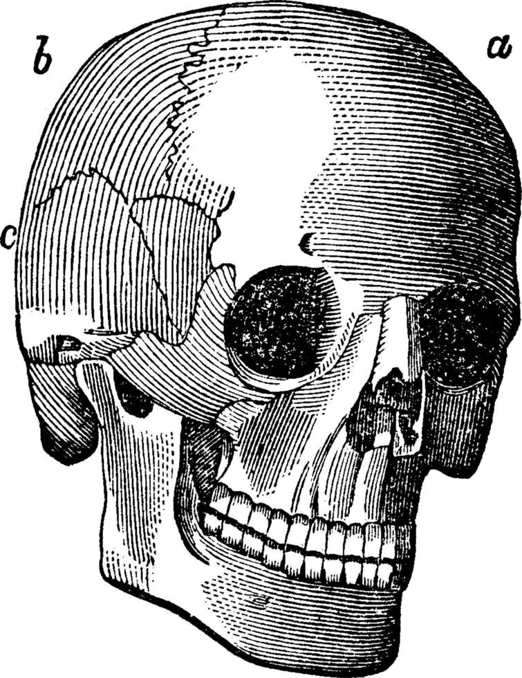 sich überschneidende Kreise, Vintage Illustration. vektor