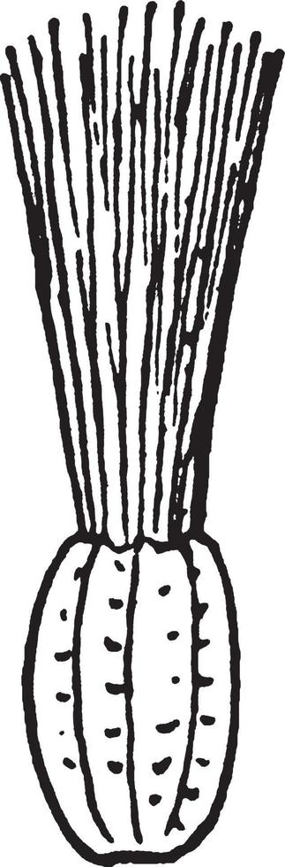form av blomfoder i kompositer årgång illustration. vektor