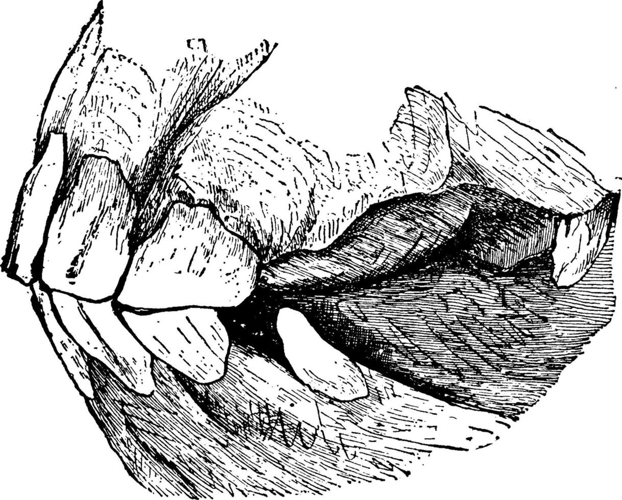 häst käke, årgång illustration. vektor