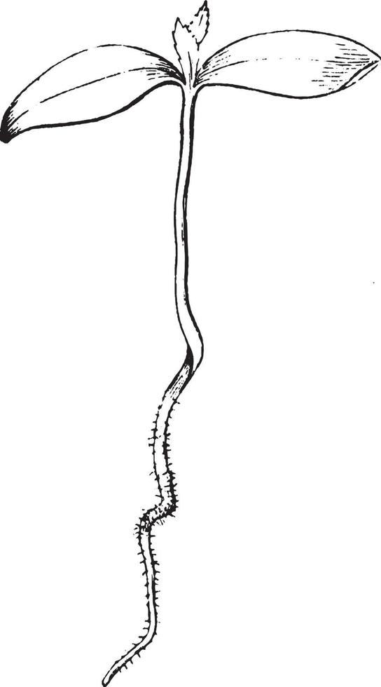 Vintage Illustration des Sämlings des roten Ahorns. vektor