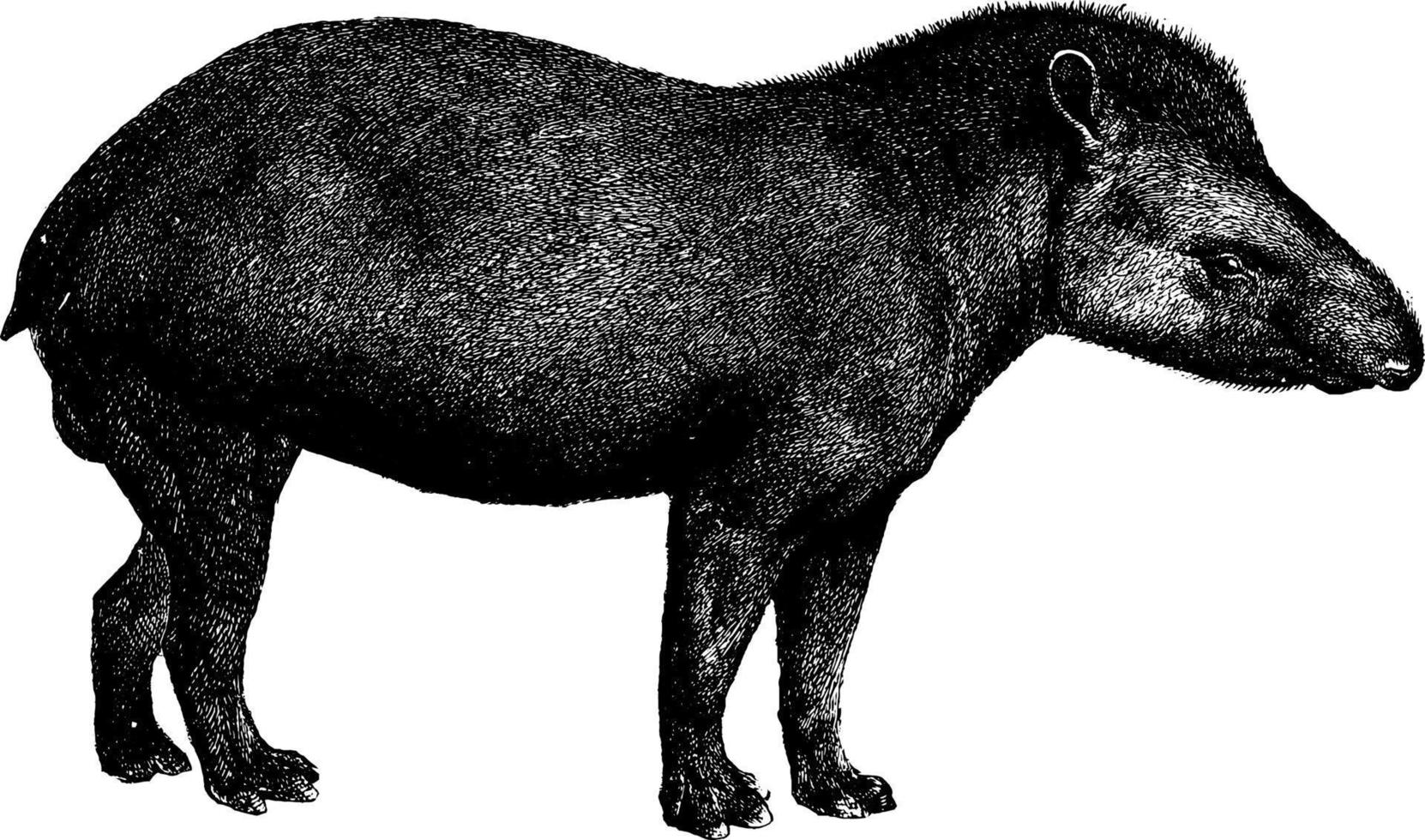 tapir, årgång illustration. vektor