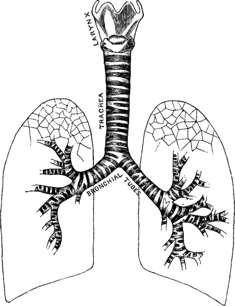 Atmungssystem, Vintage-Illustration. vektor