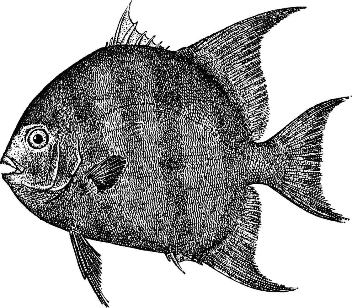 månfisk, årgång illustration. vektor