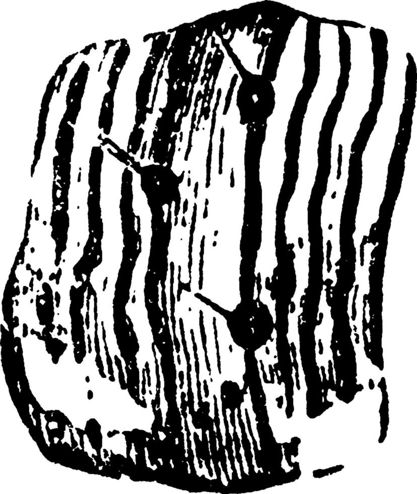 Motte oder Alypia octomaculata, Vintage-Illustration. vektor