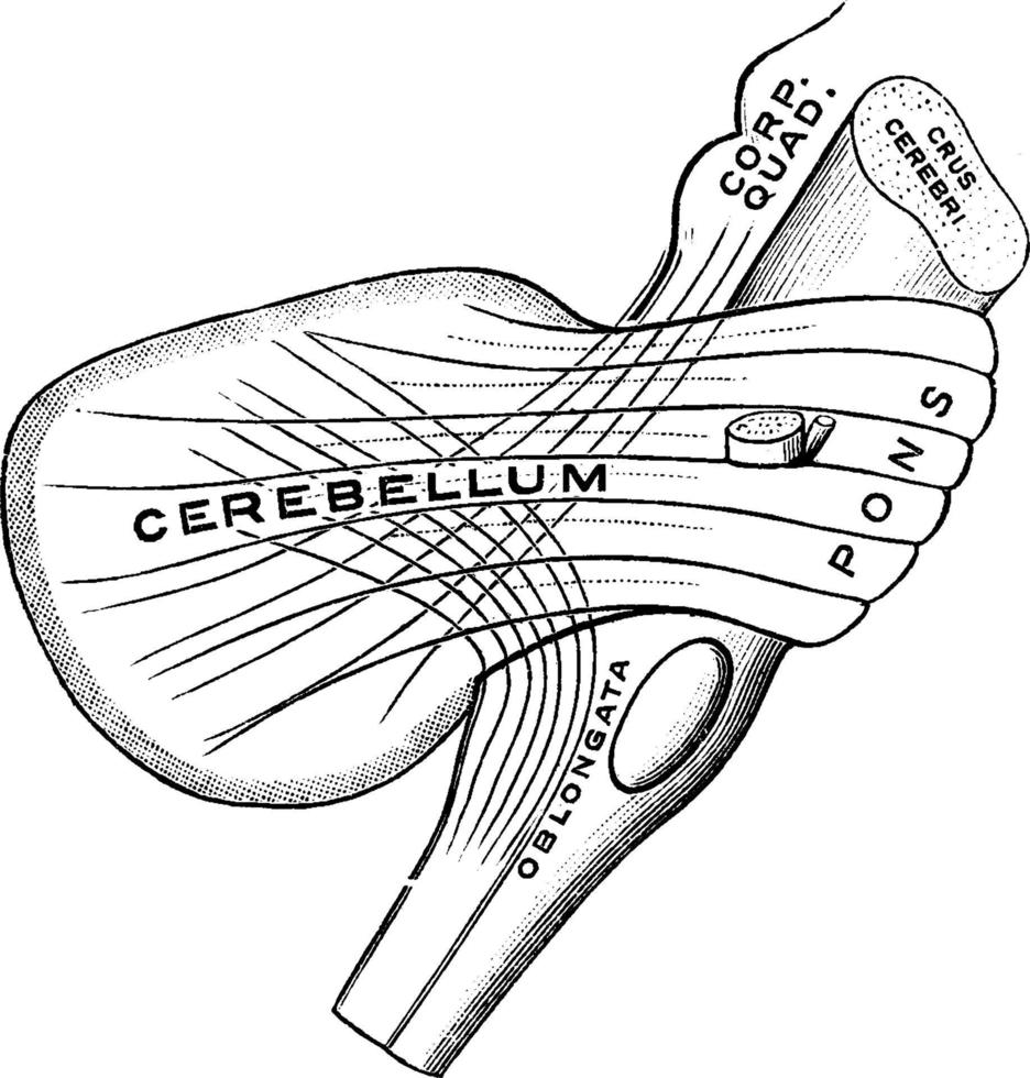 Stiele des Kleinhirns, Vintage Illustration. vektor