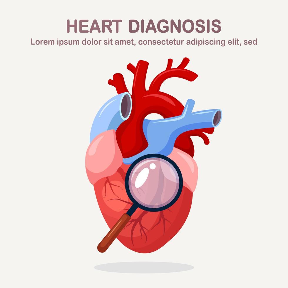 mänsklig hjärta analyserar. organ med förstorande glas. kardiologisk sjukdomar vektor