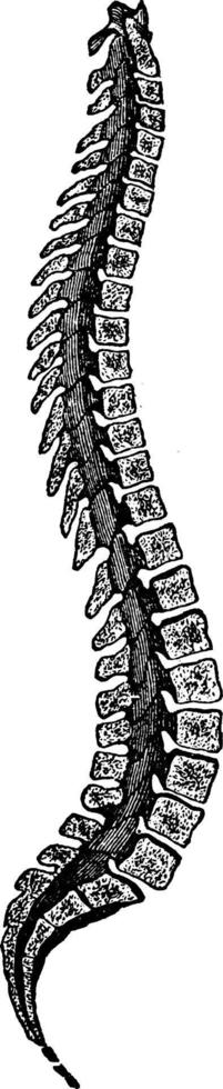 spinal kolumn, årgång illustration. vektor