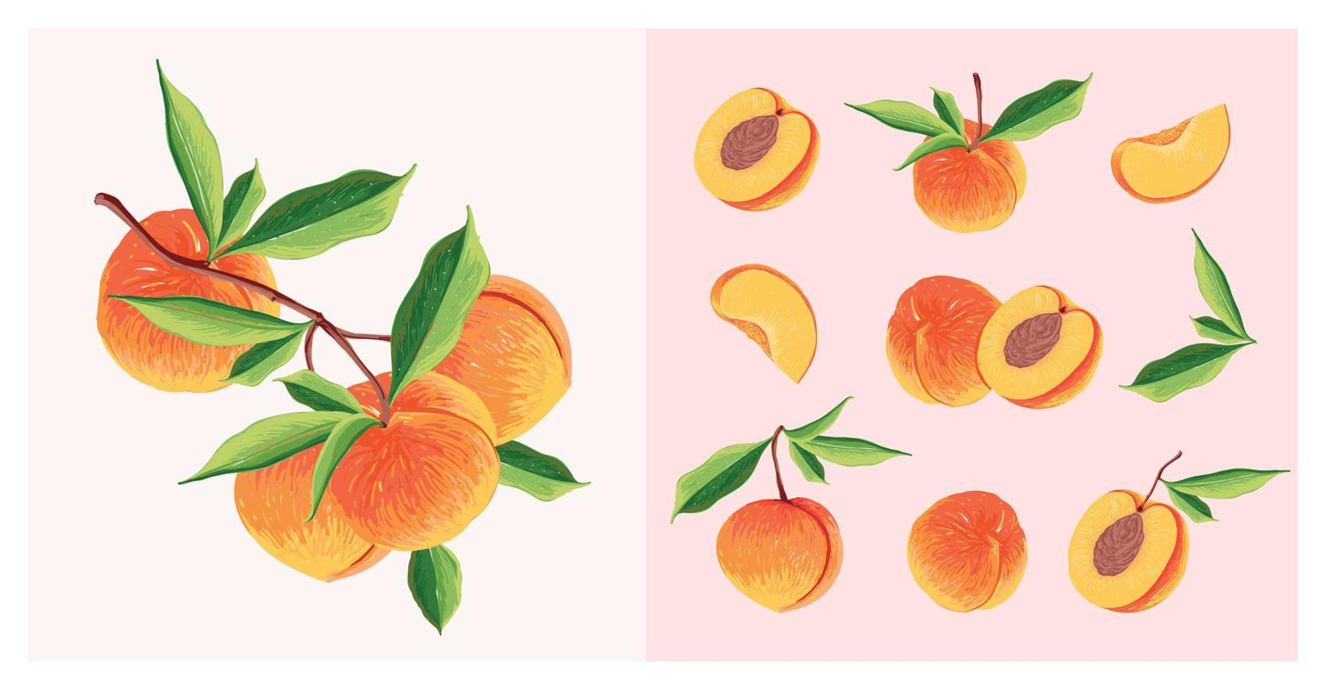 Pfirsich-Fruchtsatz. Botanische Illustration von Pfirsich. halber Pfirsich und Blätter. vektor