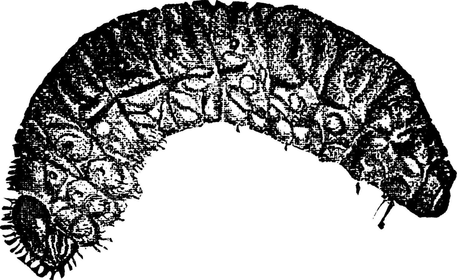 skalbagge, årgång illustration. vektor