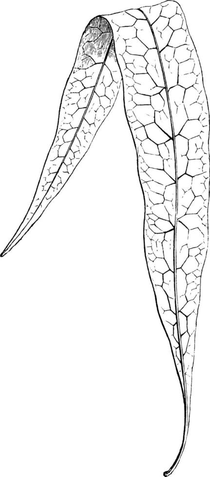 polypodium pustulatum årgång illustration. vektor