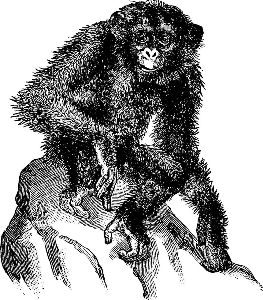 Schimpanse, Vintage Illustration vektor