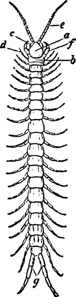 Tausendfüßler, Vintage Illustration. vektor