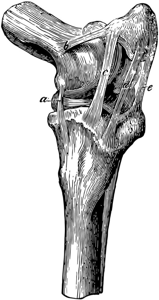 Kniegelenksbänder, Vintage Illustration. vektor