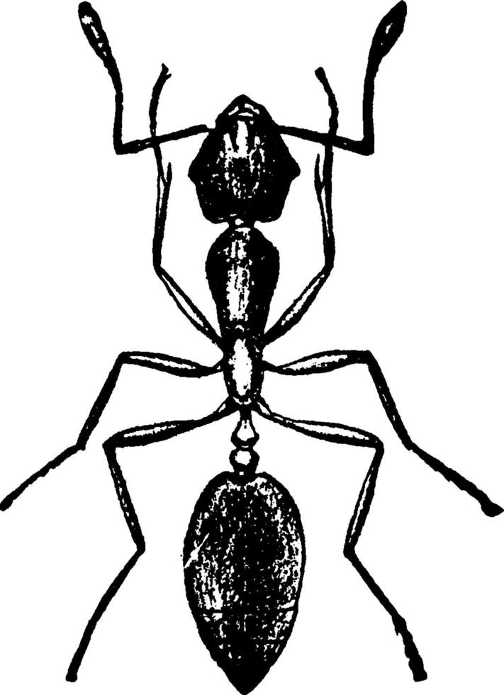 farao myra, årgång illustration. vektor