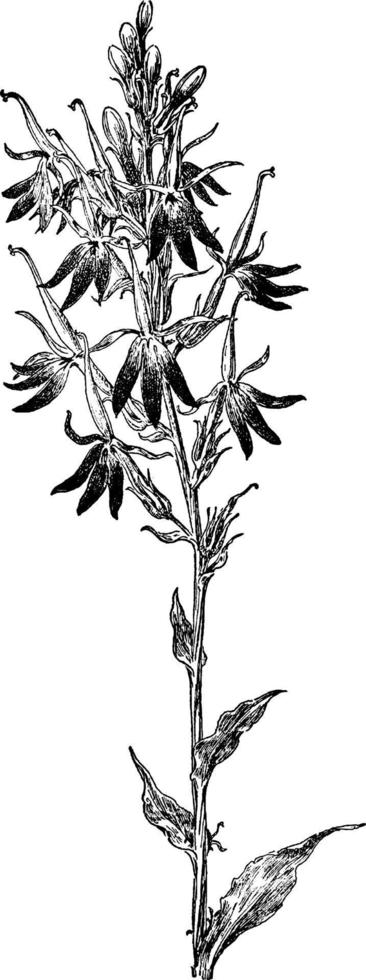 kardinal blomma årgång illustration. vektor