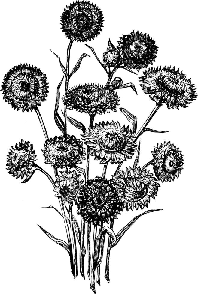 Haufen Helichrysums ewige Blumen Vintage Illustration. vektor