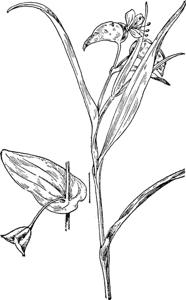 smal dayflower årgång illustration. vektor