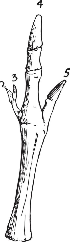 känguru fot, årgång illustration vektor