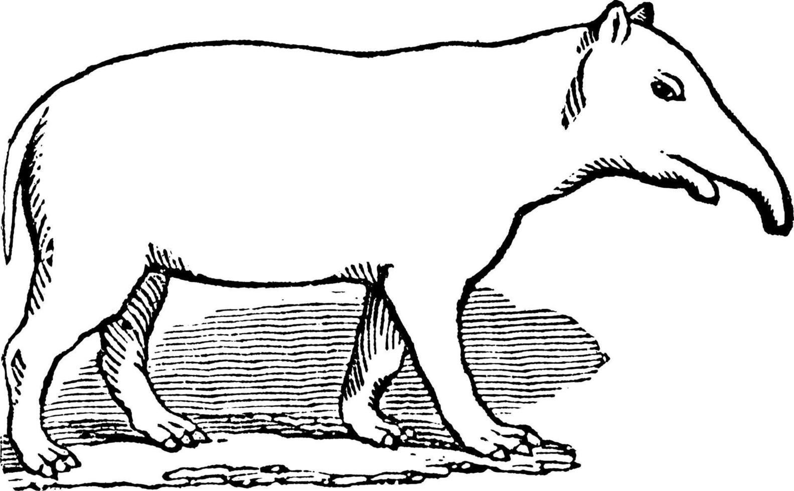 paleotherium magnum, årgång illustration. vektor