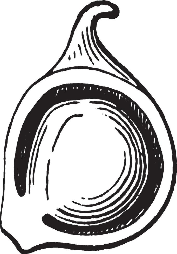 anemone akene vintage illustration. vektor