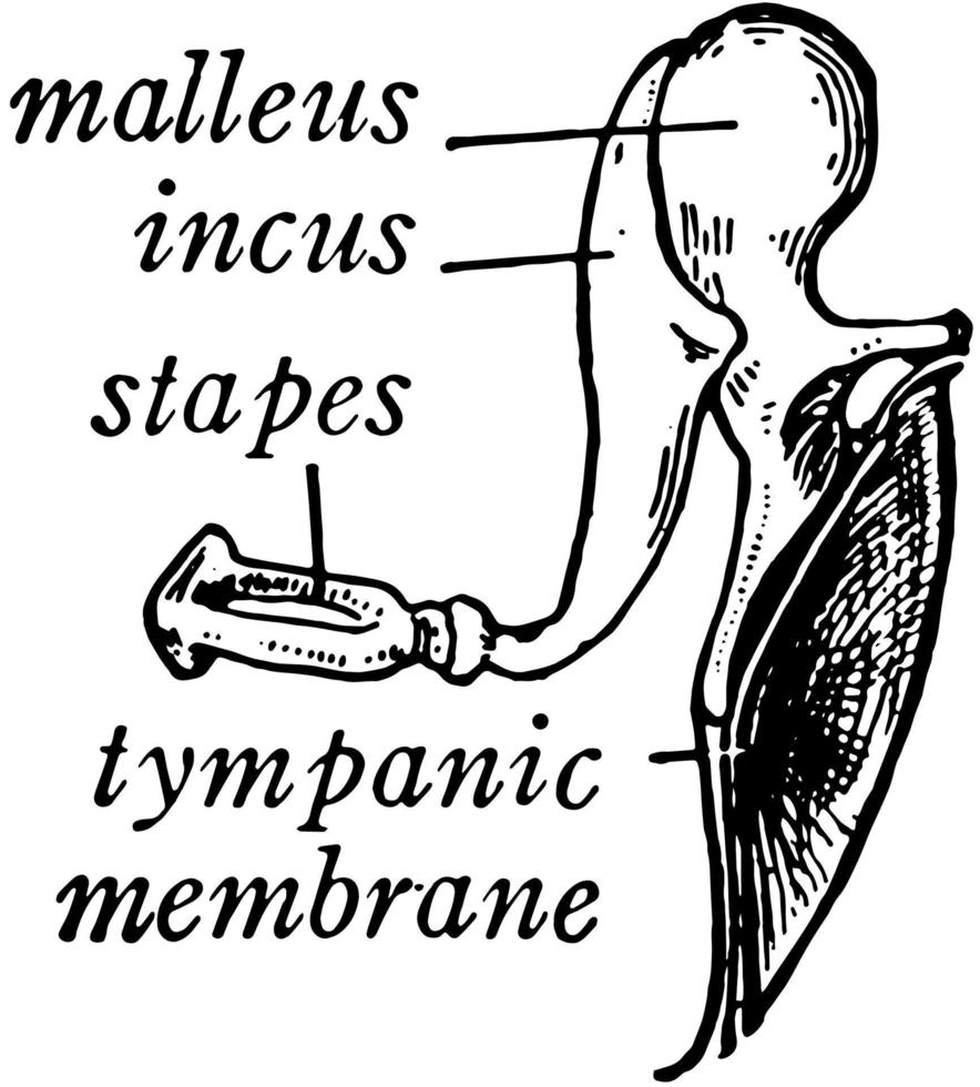 Knochen des Ohrs, Vintage Illustration vektor