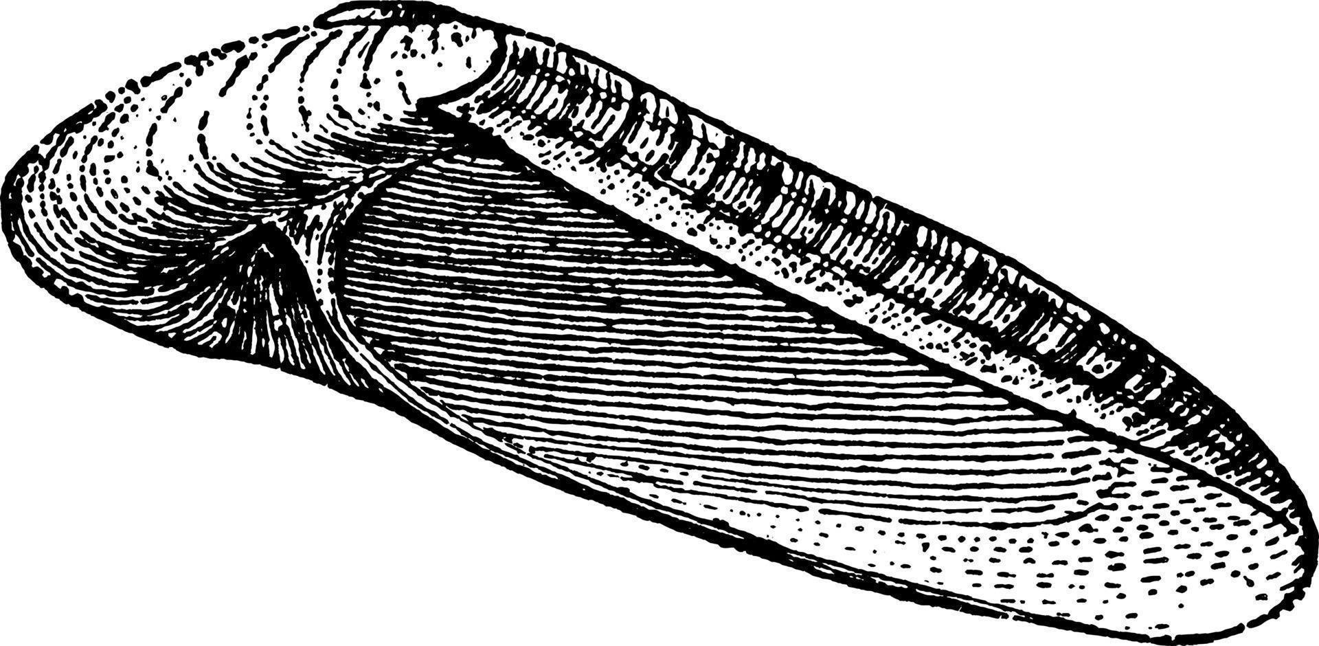 naticoid, årgång illustration. vektor