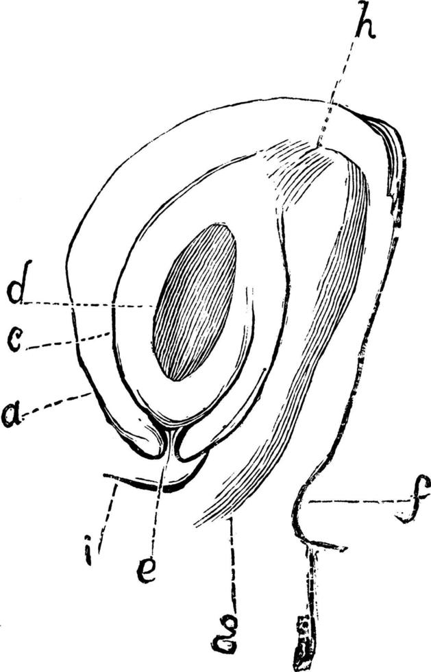 anatrop fröämne av actaea spicata årgång illustration. vektor