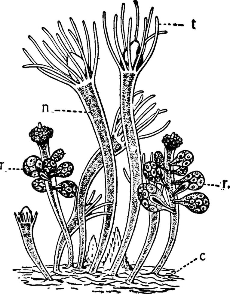 hydractina echinata, Vintage-Illustration. vektor