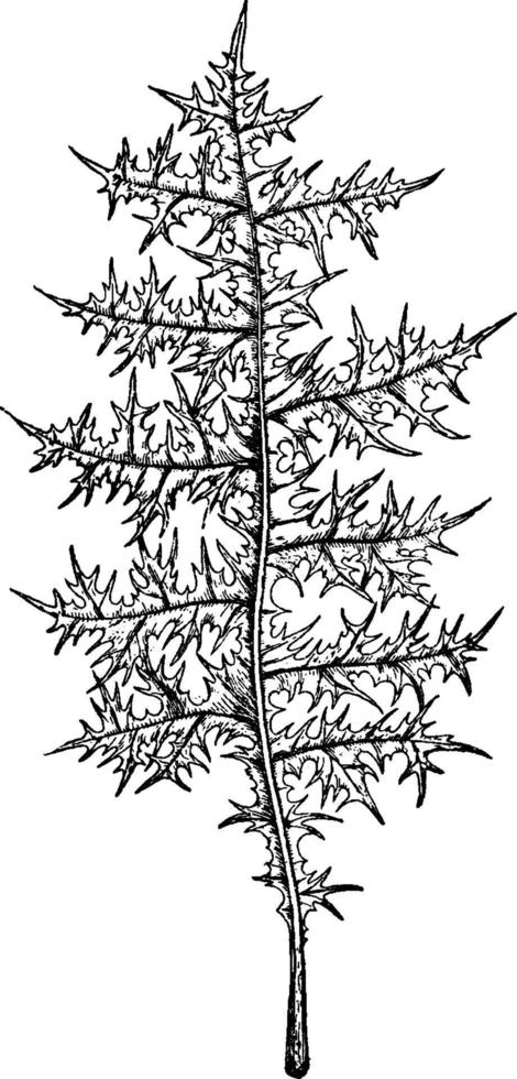 akanthus spinosissimus vintage illustration. vektor