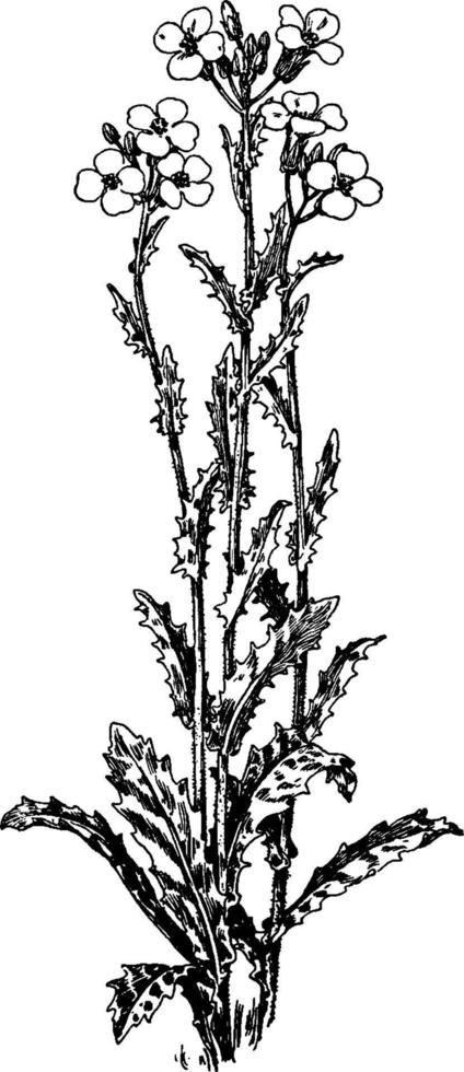 arabis albida årgång illustration. vektor