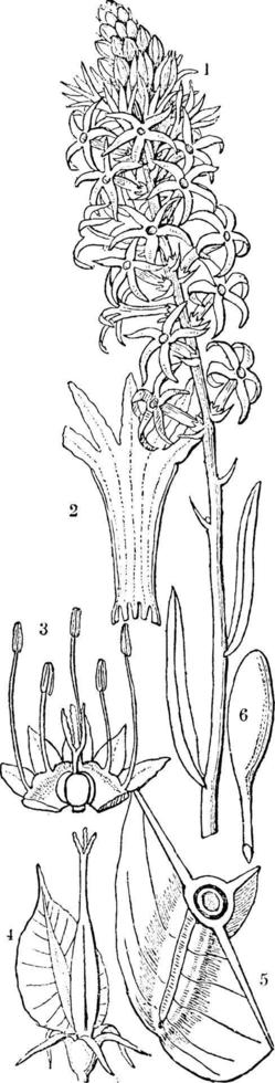 stackhousia årgång illustration. vektor