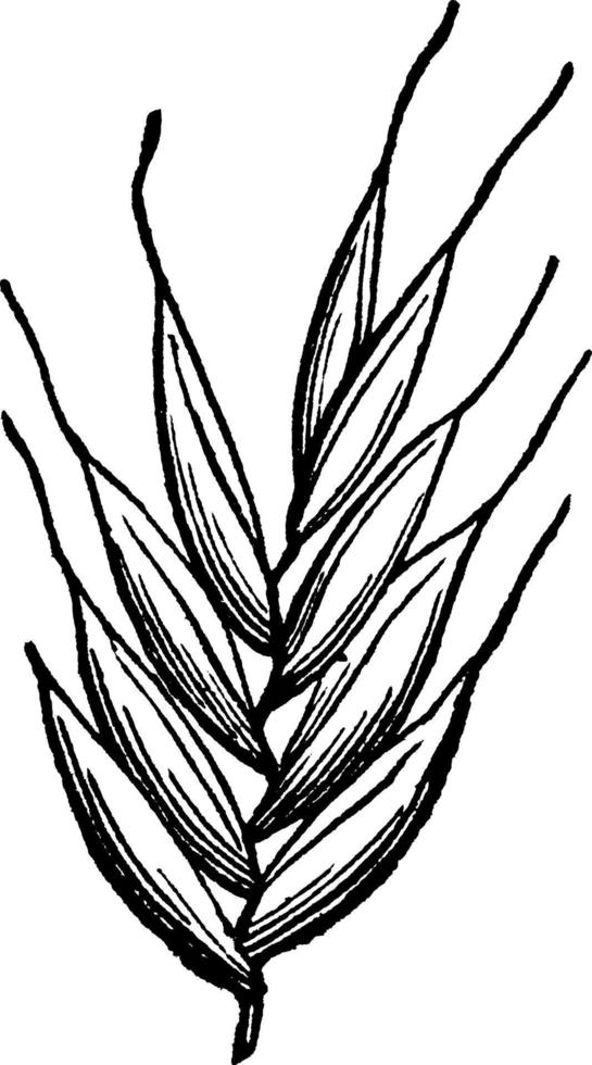 italiensk råg gräs årgång illustration. vektor