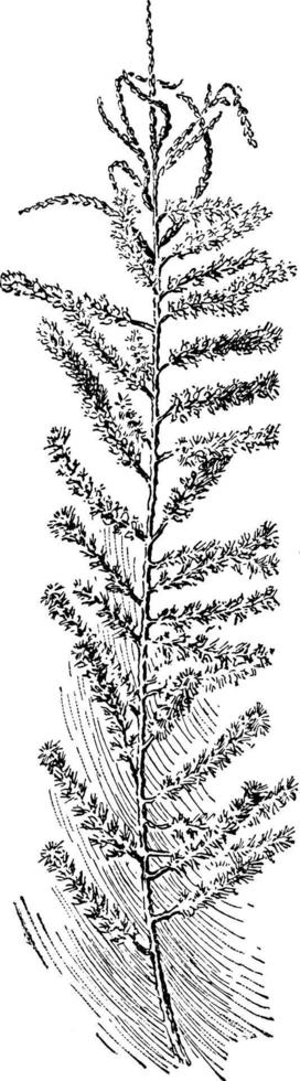 dilleniid, dicot, gattung, tamarix, parviflora, tamarix vintage illustration. vektor