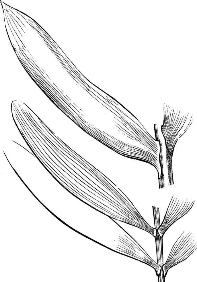 zamia löv årgång illustration. vektor