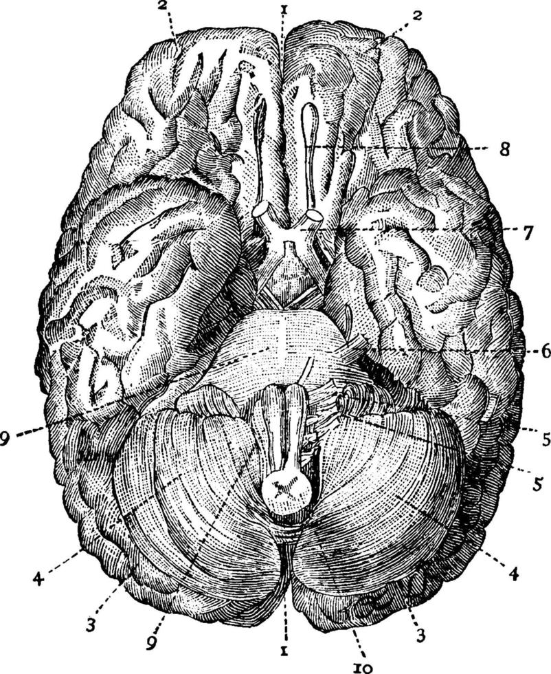 hjärna, årgång illustration. vektor