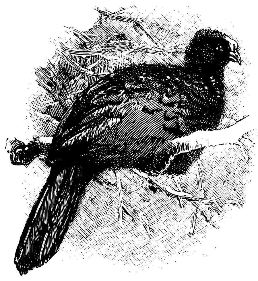 kugeliger Curassow, Vintage-Illustration. vektor