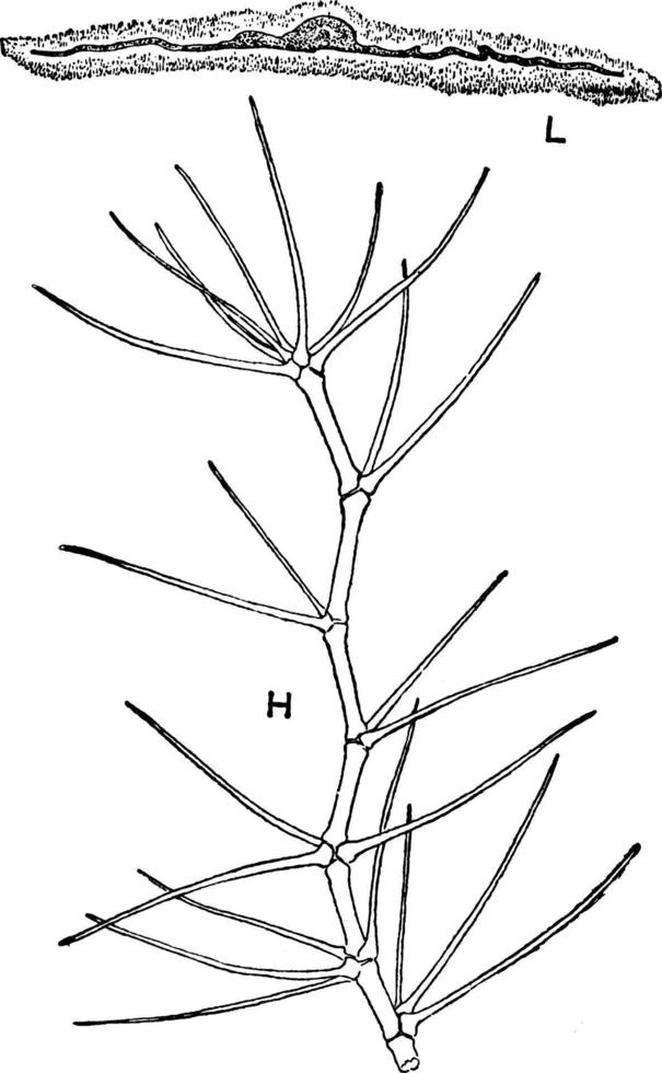 mullein blad årgång illustration. vektor