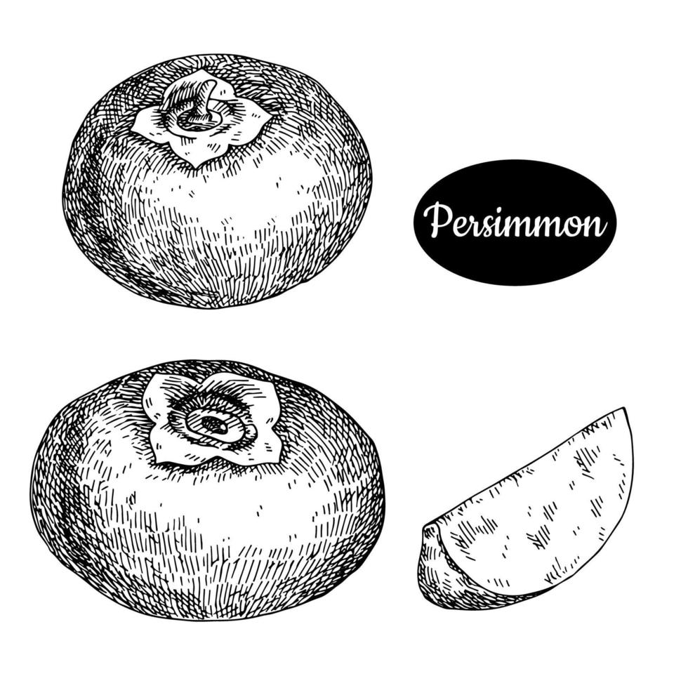 färsk persimon. hand dragen skiss stil frukt vektor illustration. isolerat teckning på vit bakgrund. vitamin och friska frukt eco mat. bruka marknadsföra producera.