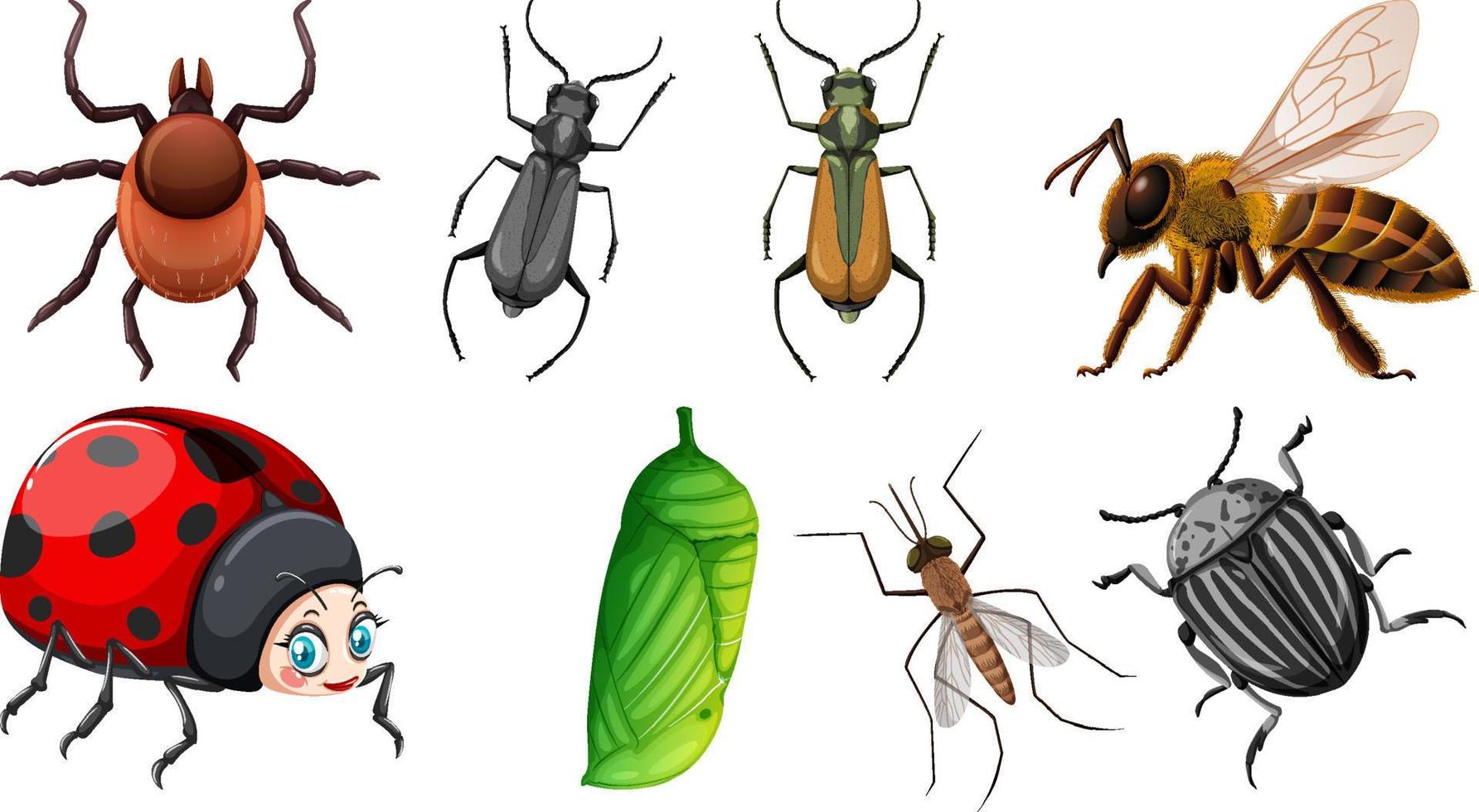 uppsättning av annorlunda typer av insekter vektor