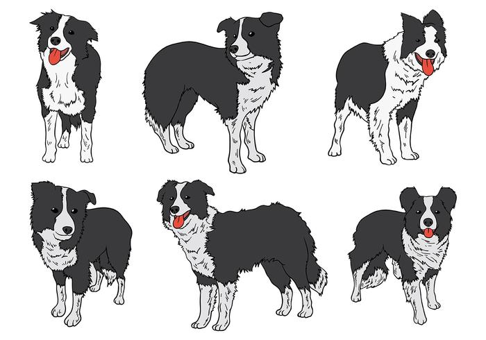 Gratis Border Collie Ikoner Vector