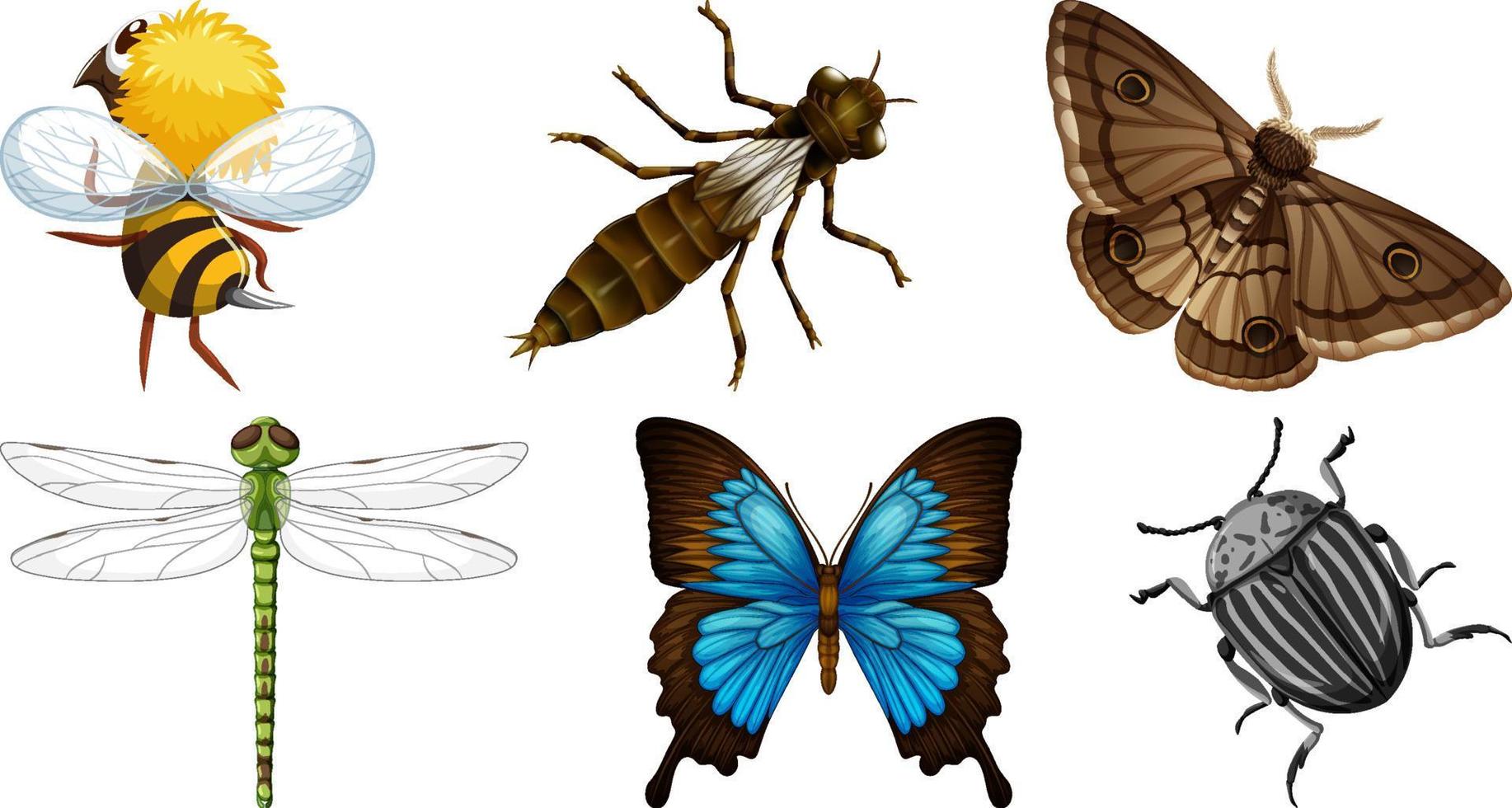 uppsättning av annorlunda typer av insekter vektor