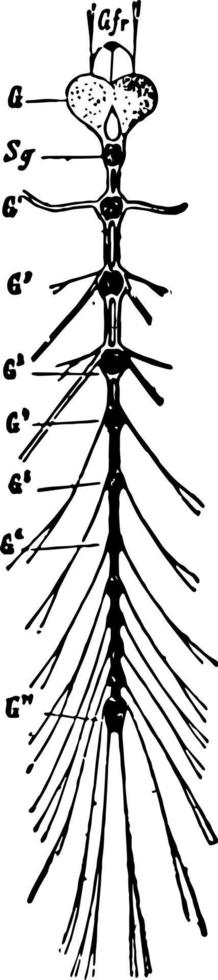 Nervensystem einer Vintage Illustration der Marienkäferlarve. vektor